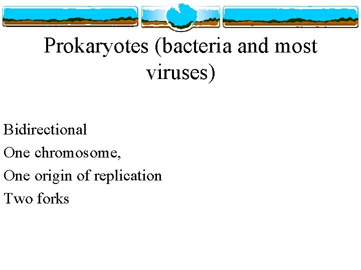 Prokaryotes (bacteria and most viruses) Bidirectional One chromosome, One origin of replication Two forks
