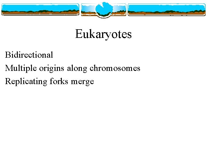 Eukaryotes Bidirectional Multiple origins along chromosomes Replicating forks merge 