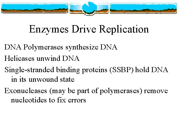 Enzymes Drive Replication DNA Polymerases synthesize DNA Helicases unwind DNA Single-stranded binding proteins (SSBP)