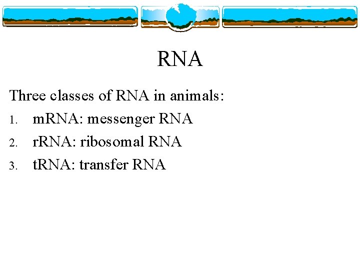 RNA Three classes of RNA in animals: 1. m. RNA: messenger RNA 2. r.