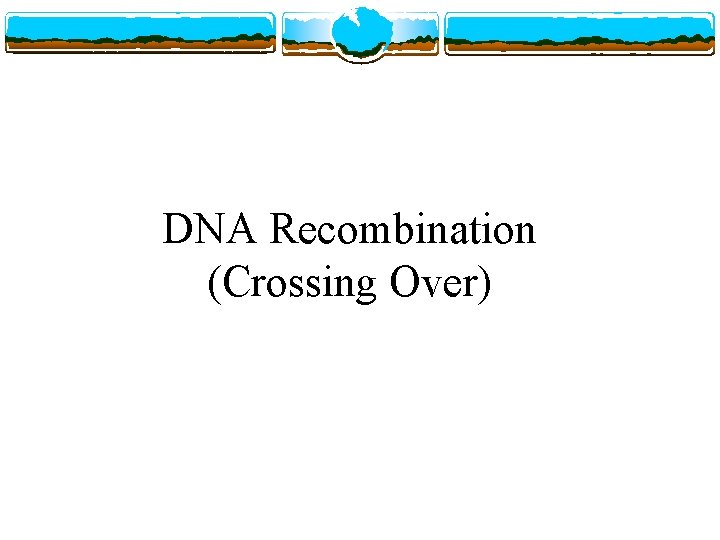 DNA Recombination (Crossing Over) 