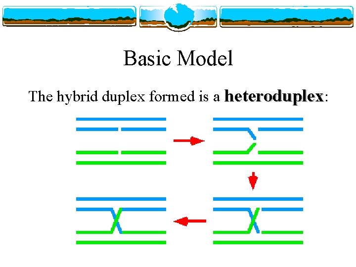 Basic Model The hybrid duplex formed is a heteroduplex: 
