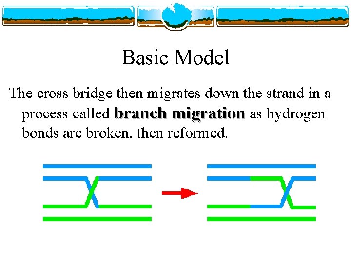 Basic Model The cross bridge then migrates down the strand in a process called