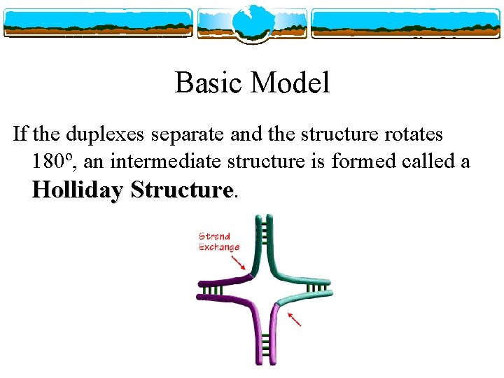 Basic Model If the duplexes separate and the structure rotates 180º, an intermediate structure