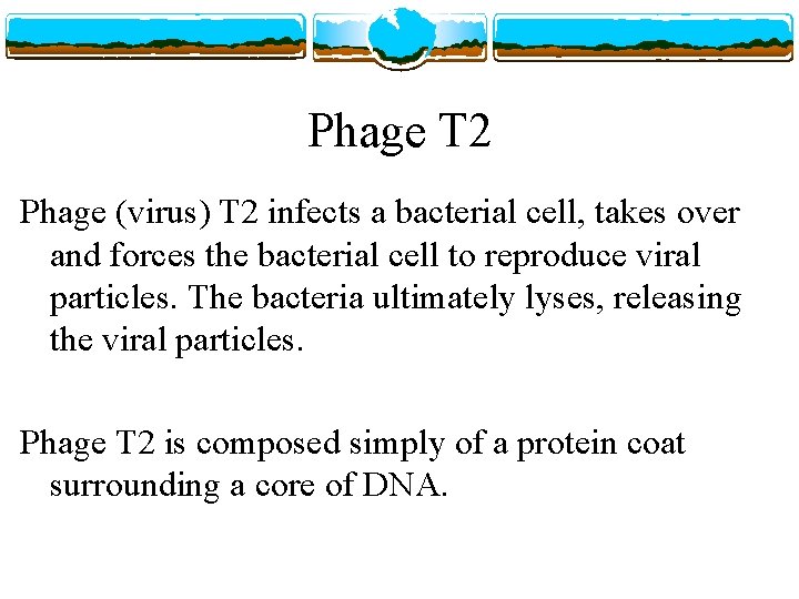 Phage T 2 Phage (virus) T 2 infects a bacterial cell, takes over and