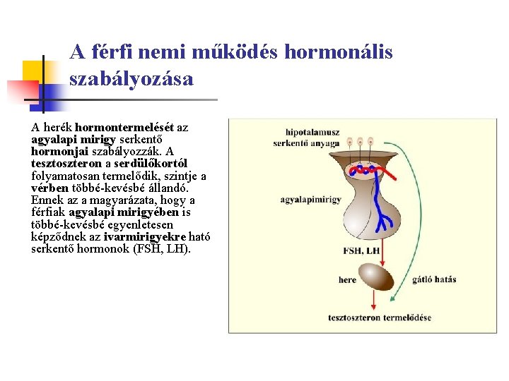 A tesztoszteron hormon szerepe a szervezetben
