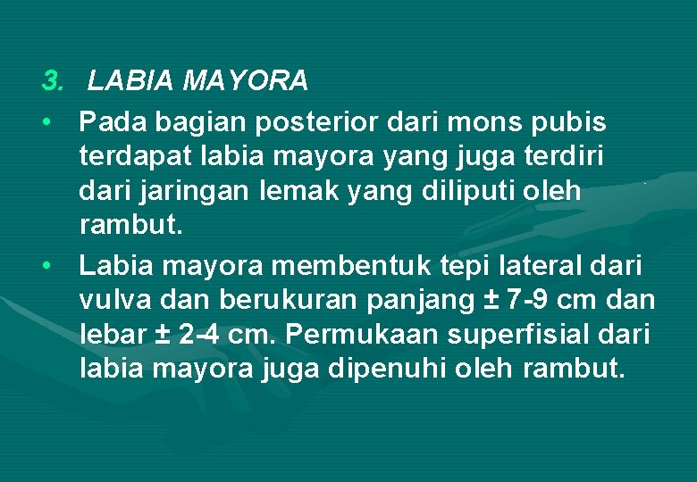 3. LABIA MAYORA • Pada bagian posterior dari mons pubis terdapat labia mayora yang