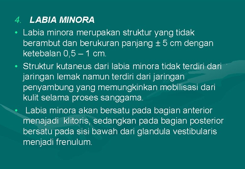 4. LABIA MINORA • Labia minora merupakan struktur yang tidak berambut dan berukuran panjang