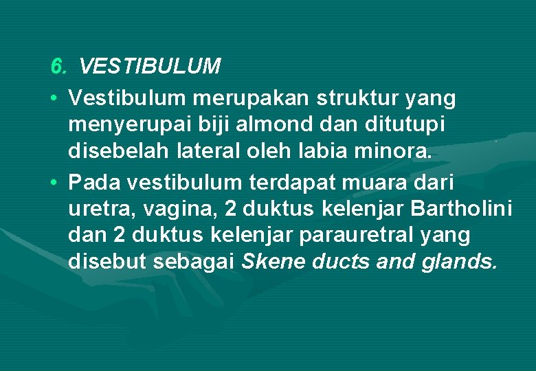 6. VESTIBULUM • Vestibulum merupakan struktur yang menyerupai biji almond dan ditutupi disebelah lateral