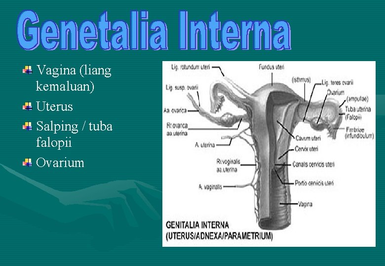 Vagina (liang kemaluan) Uterus Salping / tuba falopii Ovarium 