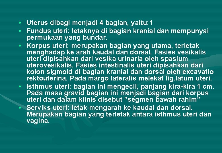  • Uterus dibagi menjadi 4 bagian, yaitu: 1 • Fundus uteri: letaknya di