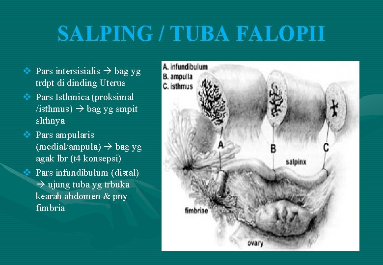 SALPING / TUBA FALOPII v Pars intersisialis bag yg trdpt di dinding Uterus v