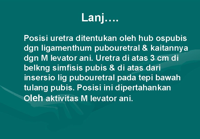 Lanj…. Posisi uretra ditentukan oleh hub ospubis dgn ligamenthum pubouretral & kaitannya dgn M