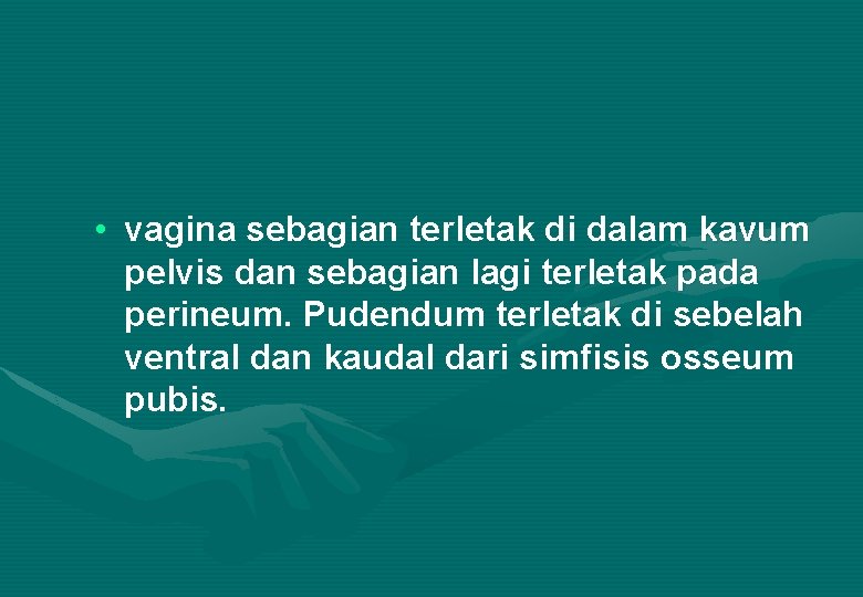  • vagina sebagian terletak di dalam kavum pelvis dan sebagian lagi terletak pada