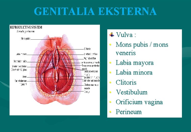 GENITALIA EKSTERNA • • Vulva : Mons pubis / mons veneris Labia mayora Labia