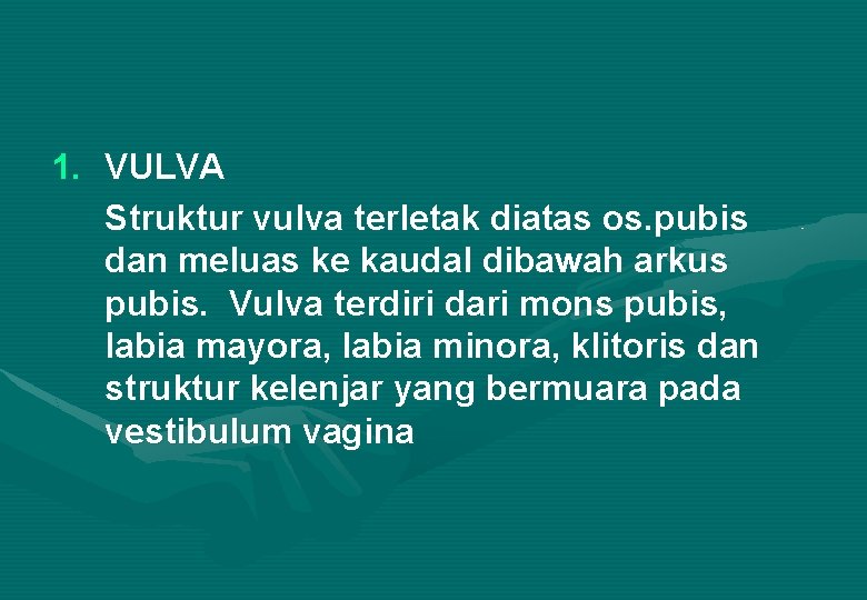1. VULVA Struktur vulva terletak diatas os. pubis dan meluas ke kaudal dibawah arkus