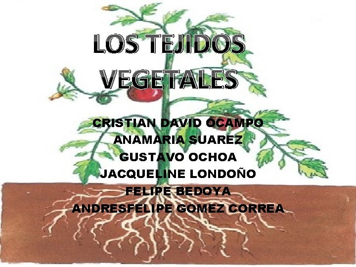 LOS TEJIDOS VEGETALES CRISTIAN DAVID OCAMPO ANAMARIA SUAREZ GUSTAVO OCHOA JACQUELINE LONDOÑO FELIPE BEDOYA