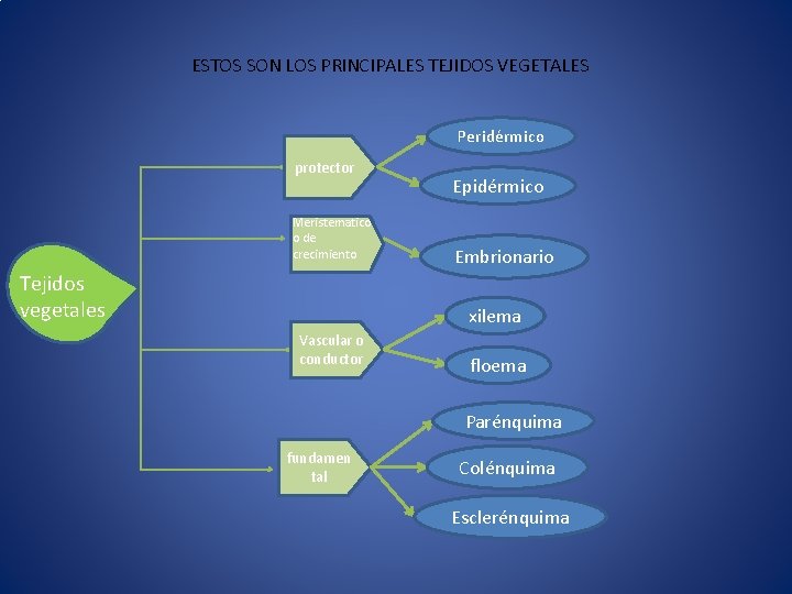 ESTOS SON LOS PRINCIPALES TEJIDOS VEGETALES Peridérmico protector Meristematico o de crecimiento Tejidos vegetales