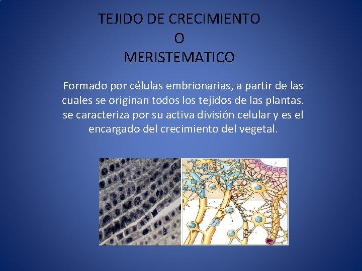 TEJIDO DE CRECIMIENTO O MERISTEMATICO Formado por células embrionarias, a partir de las cuales