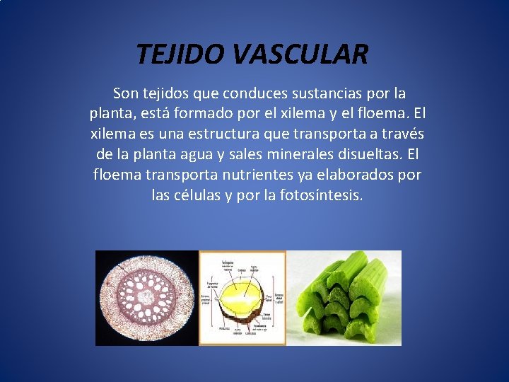 TEJIDO VASCULAR Son tejidos que conduces sustancias por la planta, está formado por el