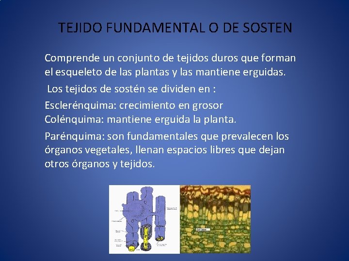 TEJIDO FUNDAMENTAL O DE SOSTEN Comprende un conjunto de tejidos duros que forman el