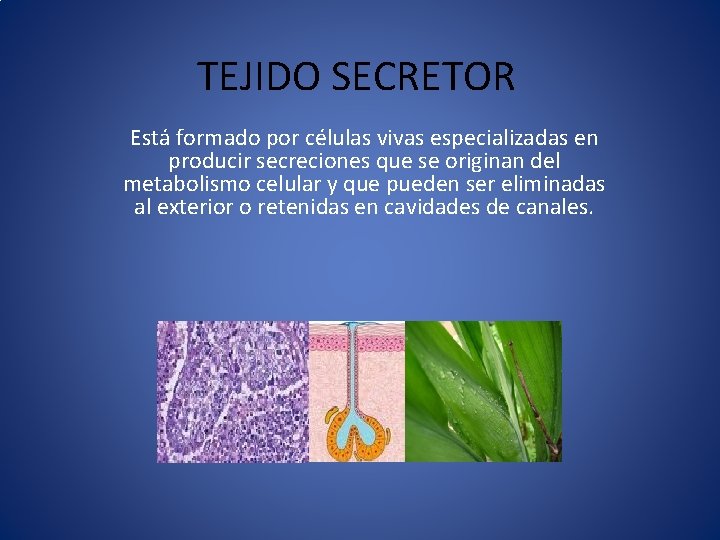TEJIDO SECRETOR Está formado por células vivas especializadas en producir secreciones que se originan