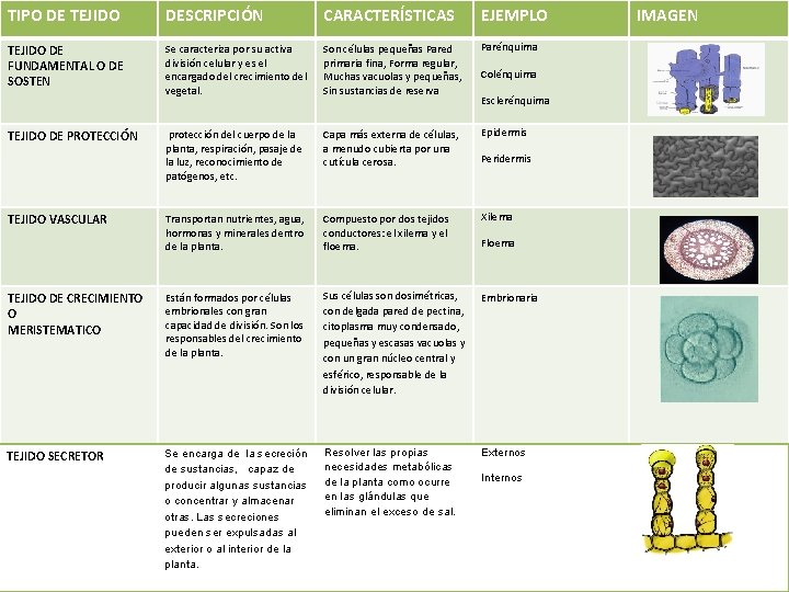 TIPO DE TEJIDO DESCRIPCIÓN CARACTERÍSTICAS EJEMPLO TEJIDO DE FUNDAMENTAL O DE SOSTEN Se caracteriza