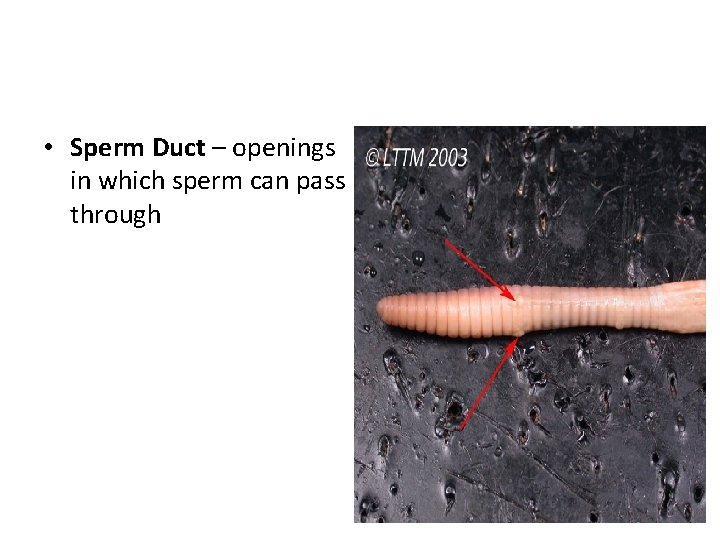  • Sperm Duct – openings in which sperm can pass through 
