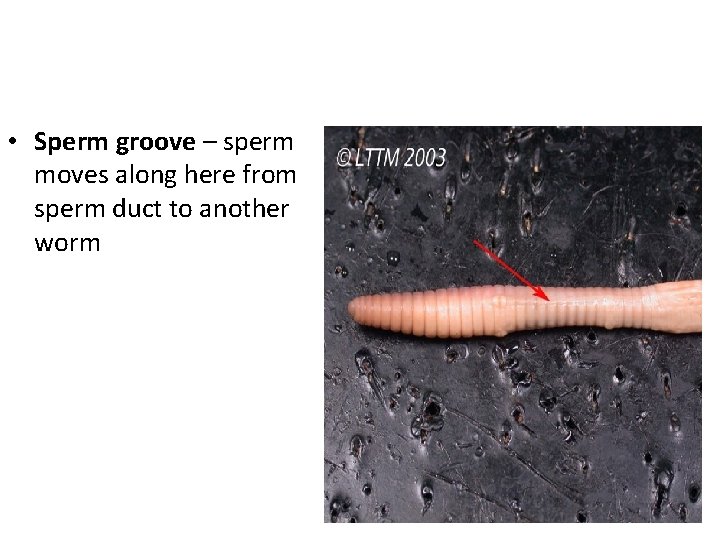  • Sperm groove – sperm moves along here from sperm duct to another