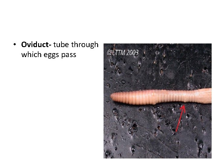  • Oviduct- tube through which eggs pass 