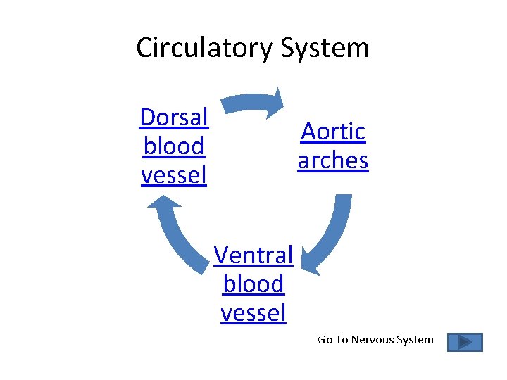 Circulatory System Dorsal blood vessel Aortic arches Ventral blood vessel Go To Nervous System