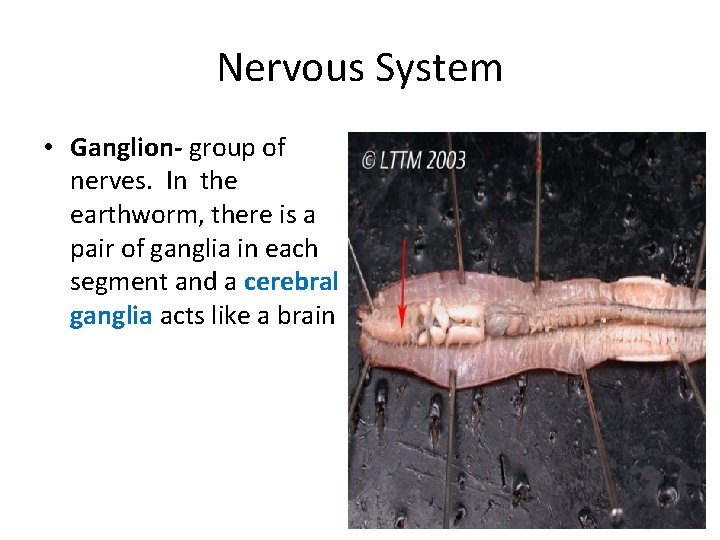 Nervous System • Ganglion- group of nerves. In the earthworm, there is a pair