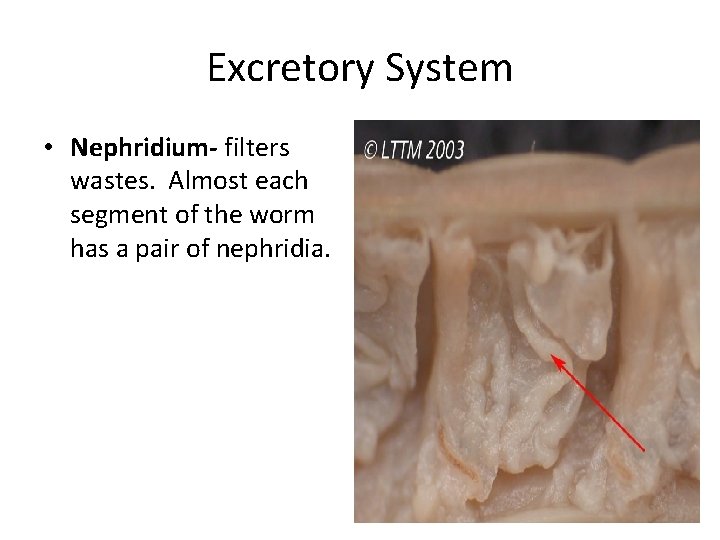 Excretory System • Nephridium- filters wastes. Almost each segment of the worm has a