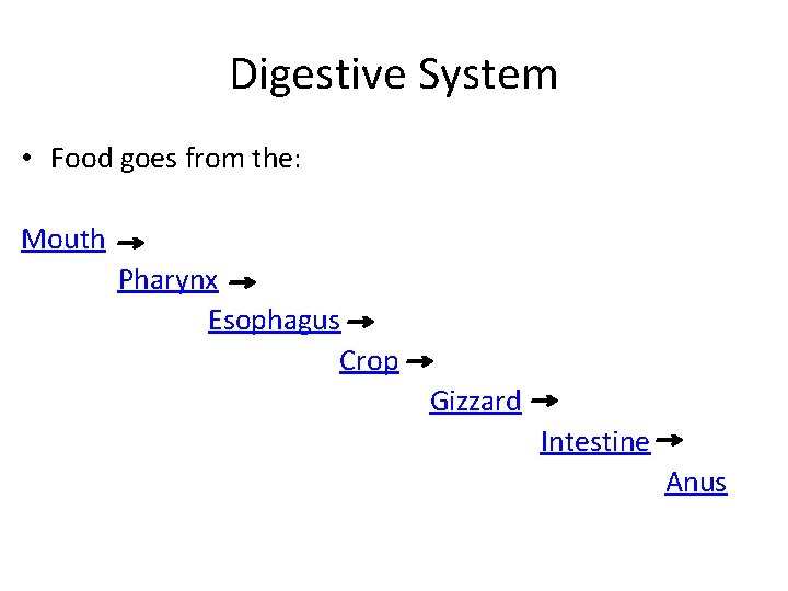 Digestive System • Food goes from the: Mouth Pharynx Esophagus Crop Gizzard Intestine Anus