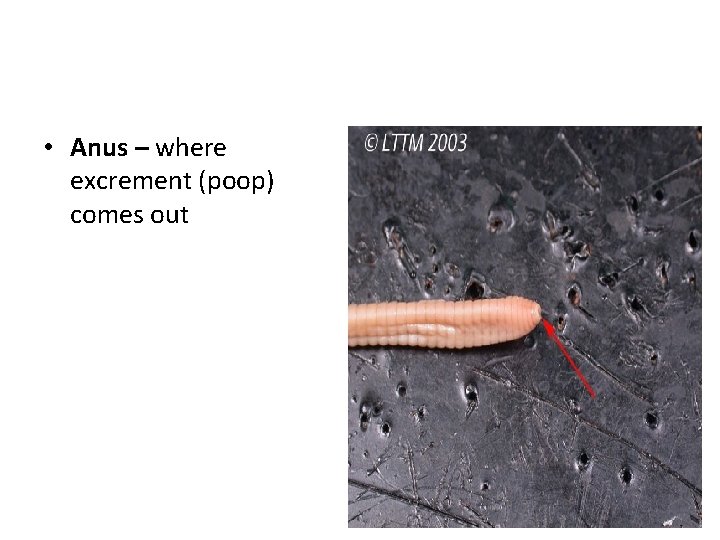  • Anus – where excrement (poop) comes out 