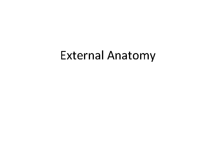 External Anatomy 