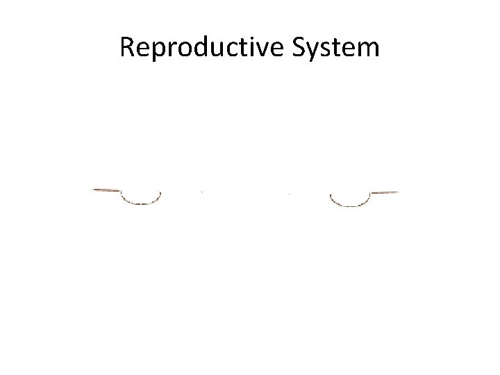 Reproductive System 