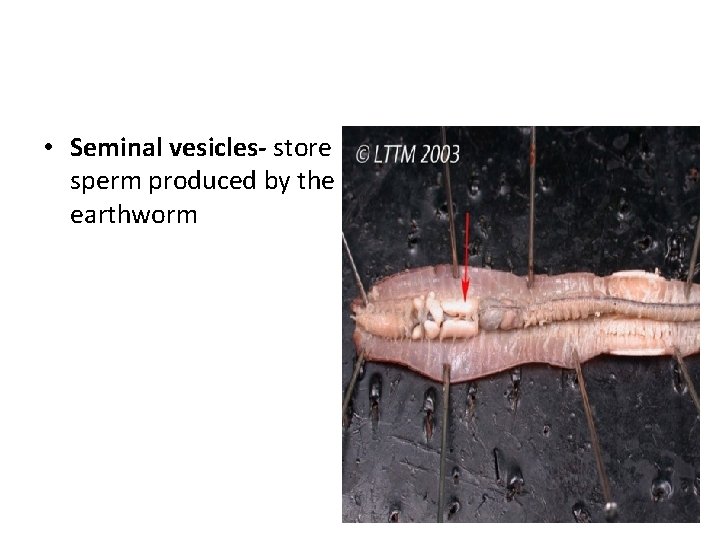  • Seminal vesicles- store sperm produced by the earthworm 