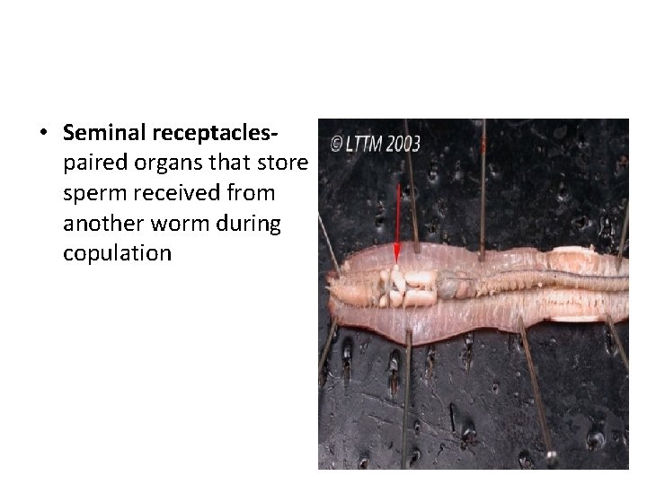  • Seminal receptaclespaired organs that store sperm received from another worm during copulation