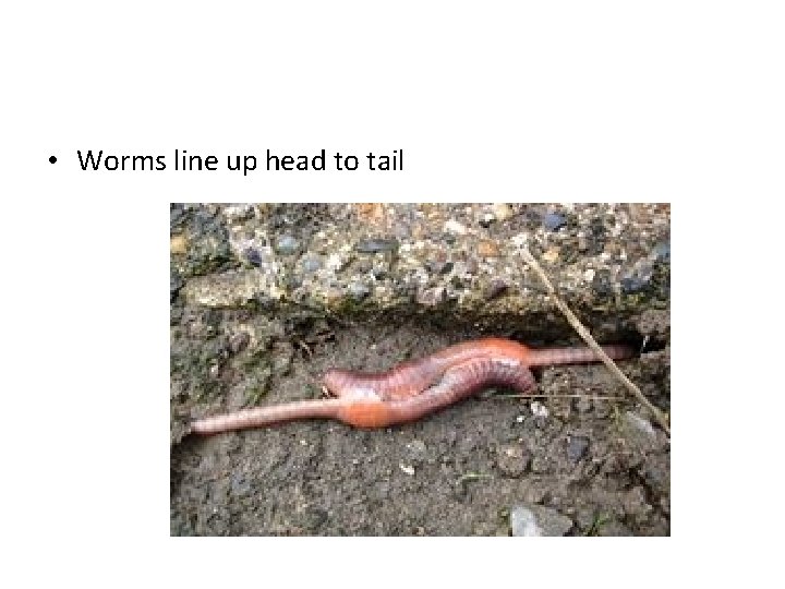  • Worms line up head to tail 