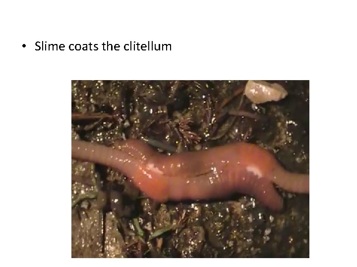  • Slime coats the clitellum 