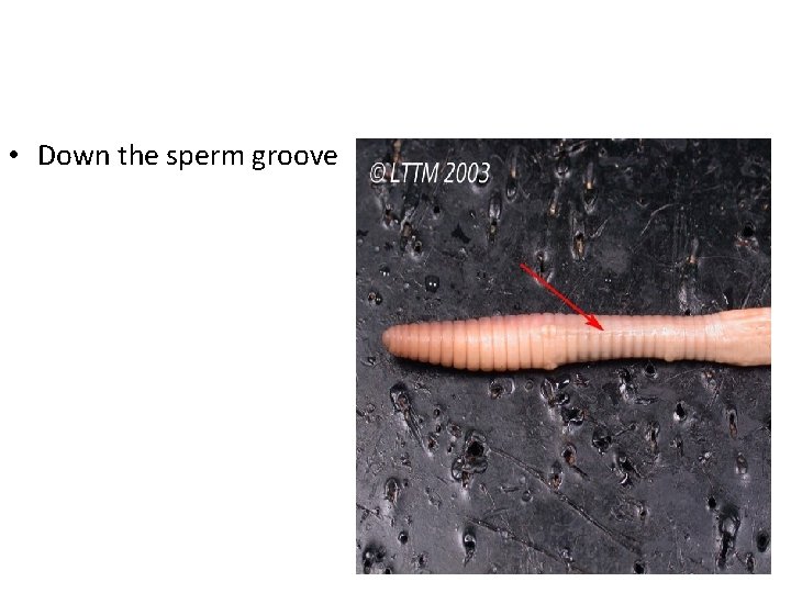 • Down the sperm groove 