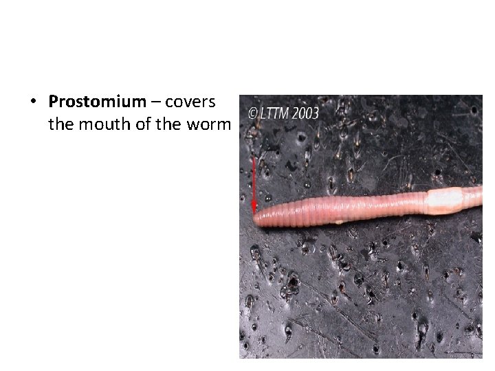  • Prostomium – covers the mouth of the worm 