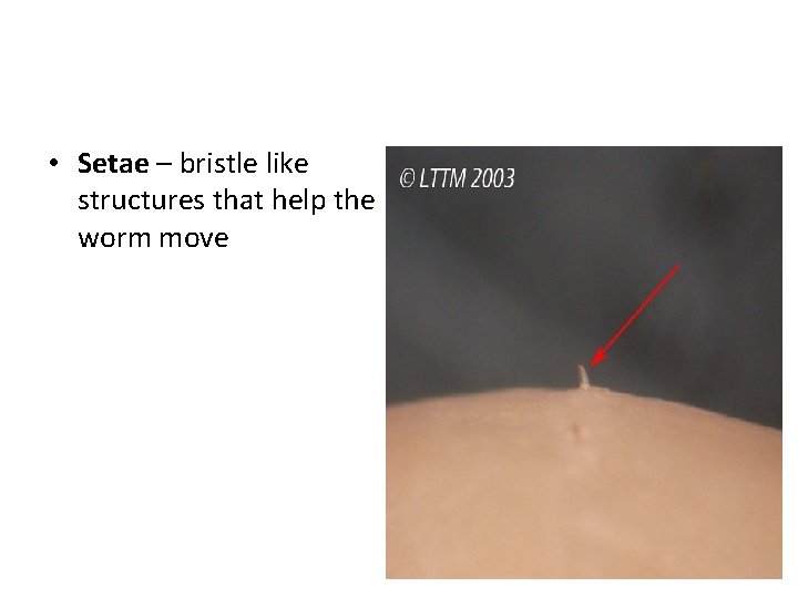  • Setae – bristle like structures that help the worm move 
