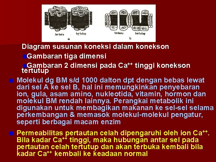 Diagram susunan koneksi dalam konekson Gambaran tiga dimensi Gambaran 2 dimensi pada Ca++ tinggi