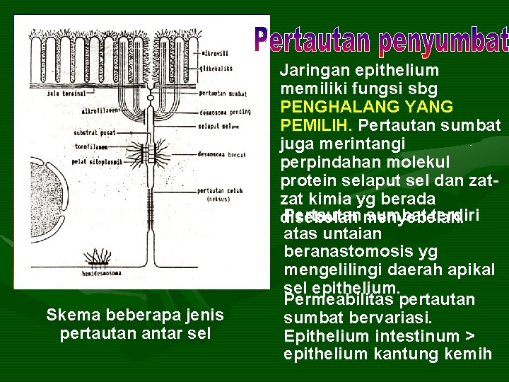 Skema beberapa jenis pertautan antar sel Jaringan epithelium memiliki fungsi sbg PENGHALANG YANG PEMILIH.