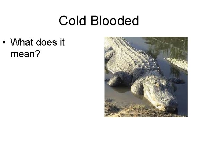 Cold Blooded • What does it mean? 