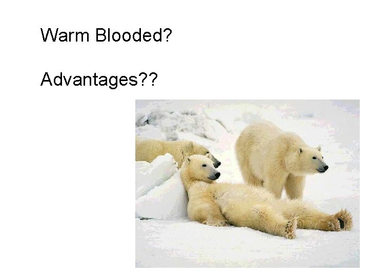 Warm Blooded? Advantages? ? 