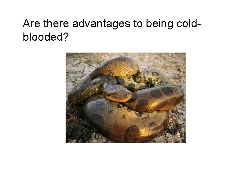 Are there advantages to being coldblooded? 