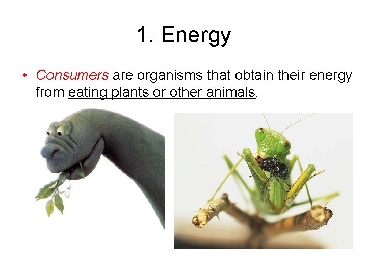1. Energy • Consumers are organisms that obtain their energy from eating plants or